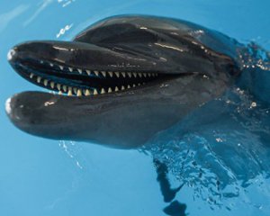 В окупованому Криму масово вбивають дельфінів