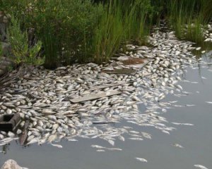 В озерах и реках Киевщины массово гибнет рыба