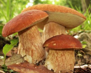 Многодетная семья отравилась грибами: мать и сын умерли