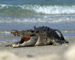 Крокодил 10 дней запугивал туристов