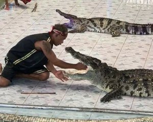 Крокодил вцепился дрессировщику в руку (видео 18+)