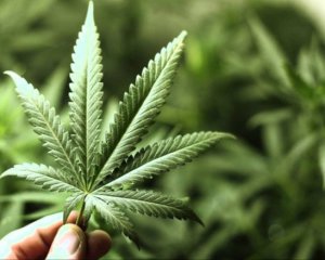 "Це боротьба не за марихуану, а за свободу" - у Грузії легалізували канабіс