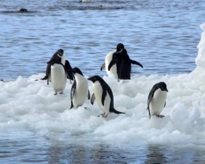 В Антарктиді виявили глобальну небезпеку