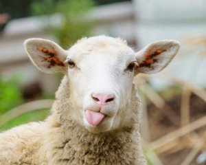 Вівці під хвіст - танцювальний фестиваль скасували через тварин