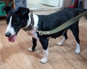 Вагітна в будівельному мішку: над собакою жорстоко познущалися