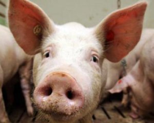 У Литві знищать 20 тис. свиней: назвали причину