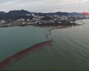 Экологическая катастрофа - паводок вынес в Черное море тонны фундука