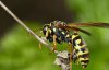65 тысяч евро за осу: как в Германии защищают вымирающих насекомых
