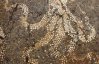 Восьминоги, риби та качки - археологи знайшли раритетну мозаїку