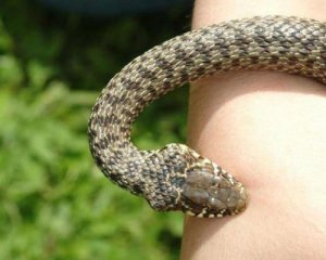 4-летний ребенок умер от укуса змеи