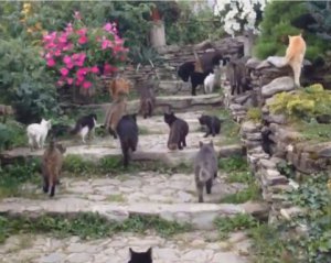 Десятки котів на будь-який смак облюбували село