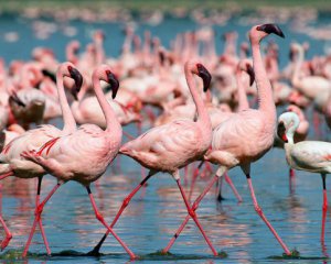 Нашествие пернатых: тысячи фламинго заполонили город