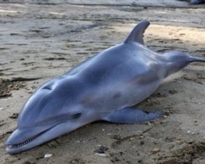 Кілометри мертвої риби і дельфінів: браконьєри спустошують Крим