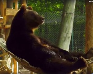 Релакс в гамаке: показали отдых закарпатских медведей