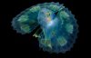Цветные и полупрозрачные: фотограф показал мельчайших обитателей моря