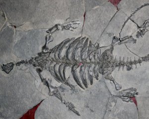 Археологи раскопали огромную черепаху, которая жила без панциря