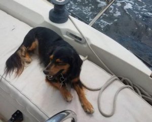Пес випав з корабля і проплив 5 км до берега