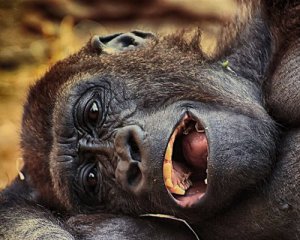 Сеть всколыхнуло фото скорбной обезьяны-матери с мертвым детенышем на руках