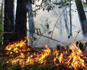 Лісову пожежу на Харківщині гасять з гелікоптера та літака