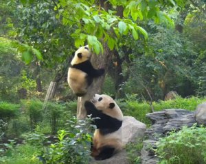 Опублікували кумедне відео, як мати-панда тягне дитинча з дерева