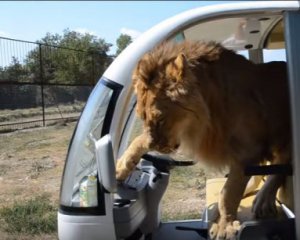 Лев заліз у машину до туристів і облизував їх, як кішка (відео)