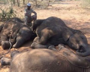 В заповеднике уничтожили 90 слонов