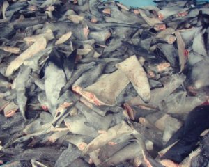 Вырезали у еще живых рыб - изъяли 8 тонн акульих плавников