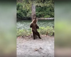 Турист заснял медведя, танцующего тверк в лесу