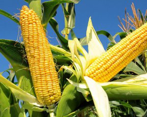 Йдемо на історичний рекорд: аграрії вразили врожаєм кукурудзи