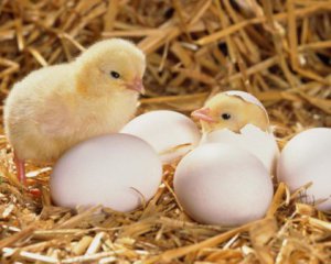Хто з&#039;явився першим: яйце чи курка