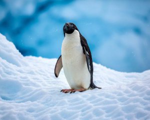 Нашли место массовой гибели пингвинов Адели