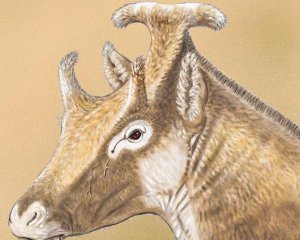 У Криму знайшли кістки давньої жирафи