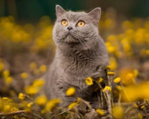 Чи довго ще буде літо - синоптики дали прогноз на наступні два місяці