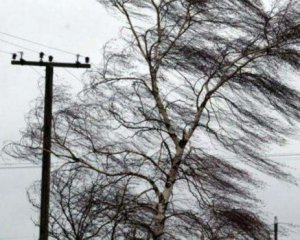Держитесь подальше от деревьев: киевлян предупредили о сильном ветре
