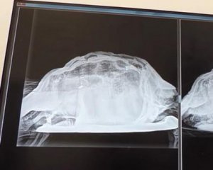 Подозревают изнасилование - внутри женщины нашли мертвую черепаху