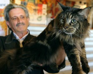 На виставці показали 15-кілограмового кота