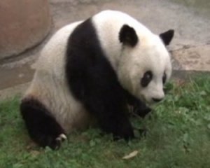 Найстаріша панда в світі відсвяткувала день народження