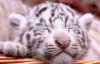 Посетителям зоопарка впервые показали новорожденных белых тигрят