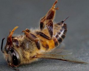 Трупи бджіл під стінами Верховної ради: як люди протестують проти хімікатів на полях