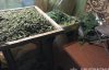 Чоловік виростив урожай марихуани на мільйони гривень