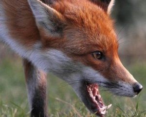 Запорожскую область атакуют бешеные лисы