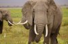 Розлючені слони помстились за смерть товариша