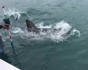 Двобій чоловіка з білою акулою зняли на відео