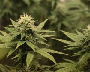 Через два дні легалізації у Канаді продали всю марихуану