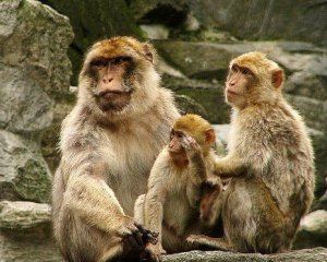 Мавпи закидали пенсіонера цеглинами