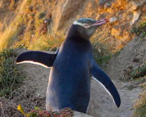 Пара пингвинов-самцов высидела птенца