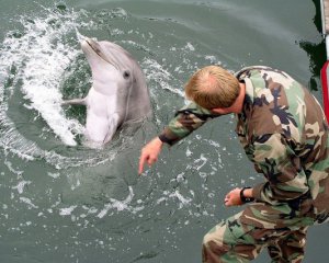 На видео показали, как военный спас детеныша дельфина