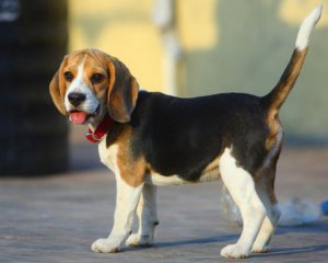 Створили пристрій для дистанційного керування собаками