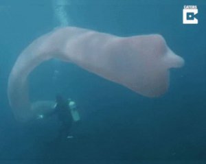 Дайвер снял на видео редкое морское животное