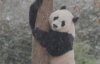 Показали, как панда радуется первому снегу